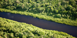 Como doar árvores para restaurar áreas desmatadas no Brasil