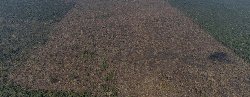 Em 3 anos, Brasil perdeu quase um estado do RJ de vegetação nativa